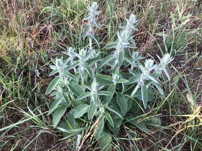 Stachys germanica, photographed by Pavel Kacl