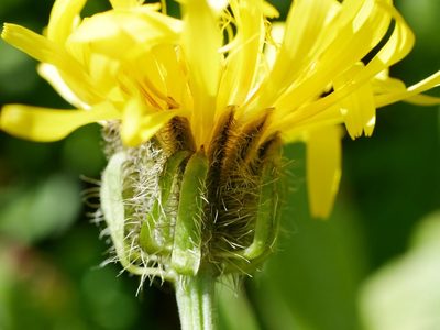 Crepis pyrenaica, photographed by Wolfgang Jauch