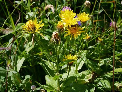 Crepis pyrenaica, photographed by Wolfgang Jauch