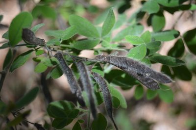 Cytisus villosus, photographed by Nico Hernandez