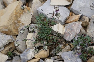 Silene uralensis, photographed by Spencer Quayle