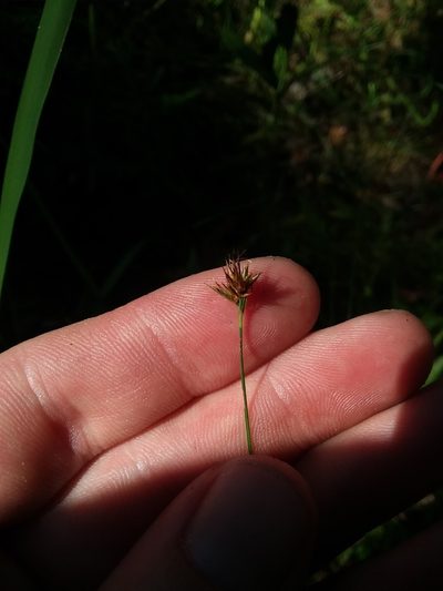 Rhynchospora gracilenta, photographed by Will McFarland