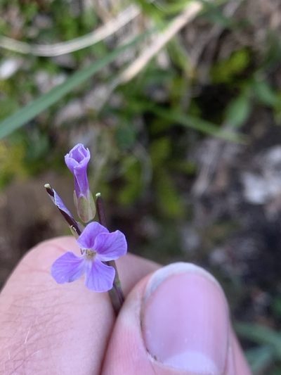 Boechera lyallii, photographed by Spencer Quayle