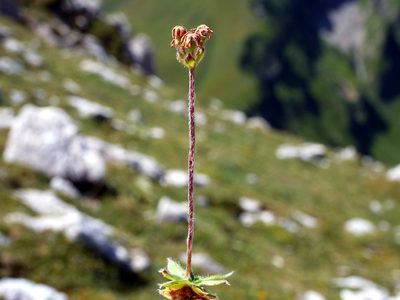Androsace chamaejasme, photographed by Wolfgang Jauch