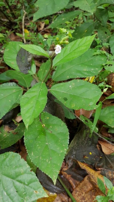 Pavonia schiedeana, photographed by Martín Sánchez Vilchis