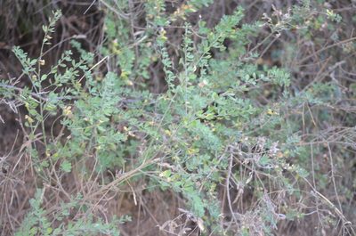 Cytisus villosus, photographed by Nico Hernandez