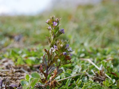 Euphrasia salisburgensis, photographed by Wolfgang Jauch