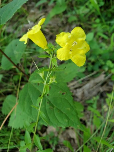 Aureolaria levigata, photographed by Tom Field