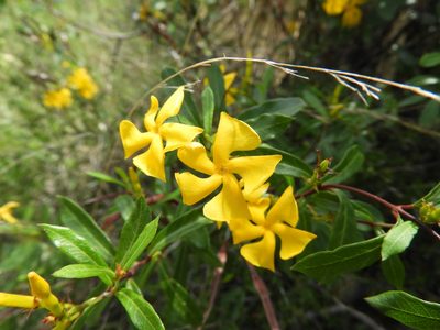 Mandevilla torosa, photographed by Leticia Jiménez Hernández