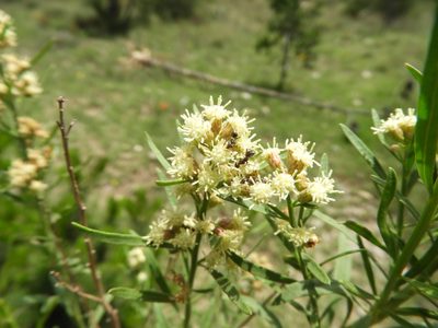 Baccharis salicina, photographed by Leticia Jiménez Hernández