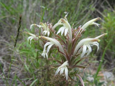 Castilleja mexicana, photographed by Leticia Jiménez Hernández