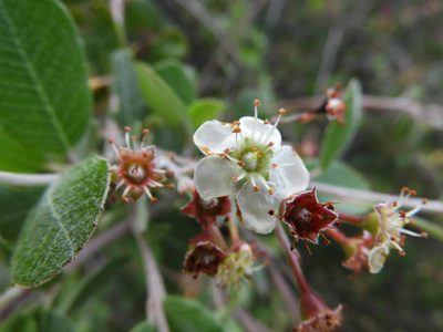 Malacomeles denticulata, photographed by Leticia Jiménez Hernández
