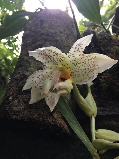 Stanhopea ruckeri, photographed by J Alejandro González Castillo