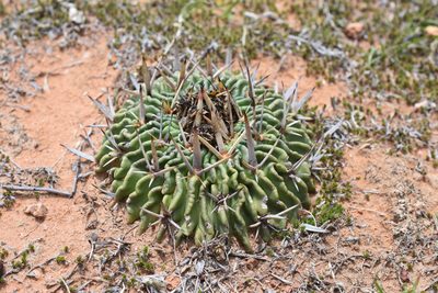 Stenocactus pentacanthus, photographed by P Gonzalez Zamora