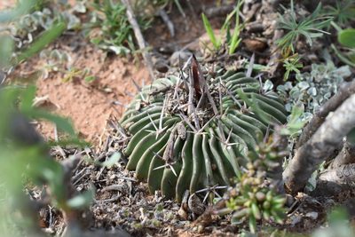 Stenocactus pentacanthus, photographed by P Gonzalez Zamora