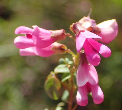 Hypocalyptus oxalidifolius, photographed by Nicola van Berkel