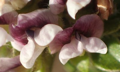 Psoralea stachyera, photographed by Nicola van Berkel