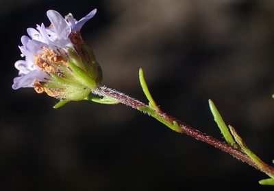 Pseudoselago bella, photographed by Nicola van Berkel
