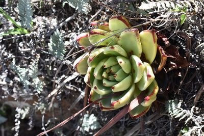 Echeveria agavoides, photographed by P Gonzalez Zamora