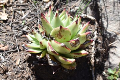 Echeveria agavoides, photographed by P Gonzalez Zamora