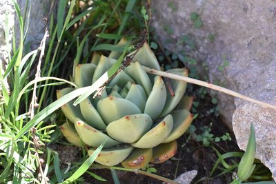 Echeveria agavoides, photographed by P Gonzalez Zamora