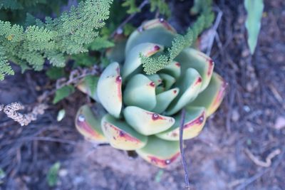 Echeveria agavoides, photographed by P Gonzalez Zamora