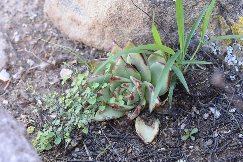 Echeveria agavoides, photographed by P Gonzalez Zamora