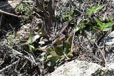 Echeveria bifida, photographed by P Gonzalez Zamora