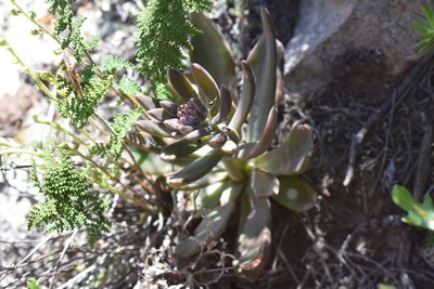 Echeveria bifida, photographed by P Gonzalez Zamora