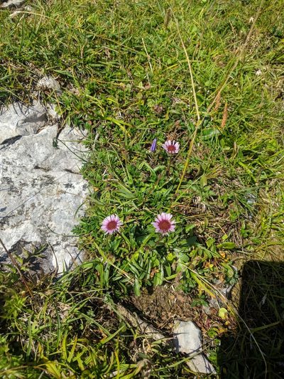 Erigeron acer, photographed by Katrin Ellmaier
