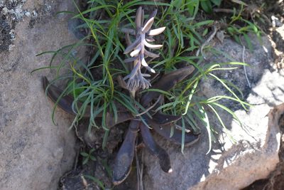 Echeveria bifida, photographed by P Gonzalez Zamora