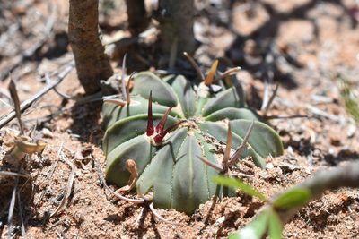 Stenocactus coptonogonus, photographed by P Gonzalez Zamora