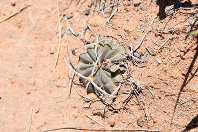 Stenocactus coptonogonus, photographed by P Gonzalez Zamora