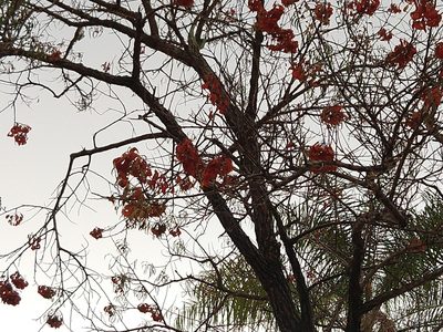 Erythrina mulungu, photographed by Thomaz Ricardo Favreto Sinani