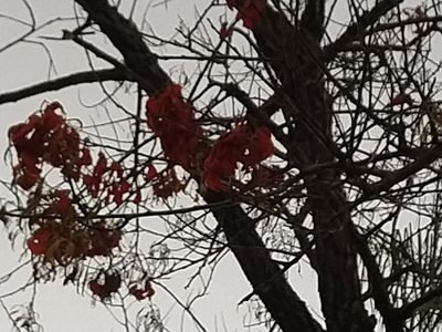 Erythrina mulungu, photographed by Thomaz Ricardo Favreto Sinani