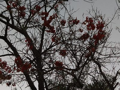 Erythrina mulungu, photographed by Thomaz Ricardo Favreto Sinani