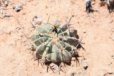 Stenocactus coptonogonus, photographed by P Gonzalez Zamora
