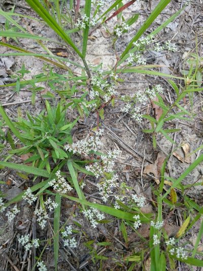 Paronychia drummondii, photographed by Alison Northup