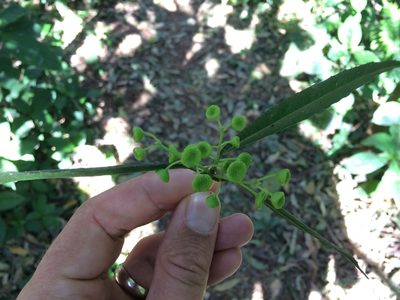 Hennecartia omphalandra, photographed by B. Phalan