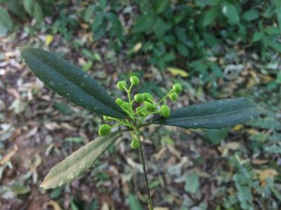 Hennecartia omphalandra, photographed by B. Phalan