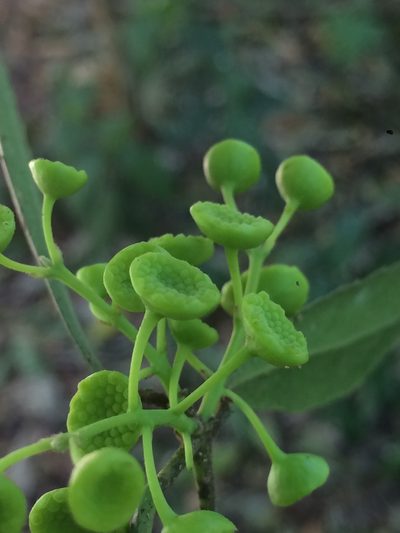 Hennecartia omphalandra, photographed by B. Phalan