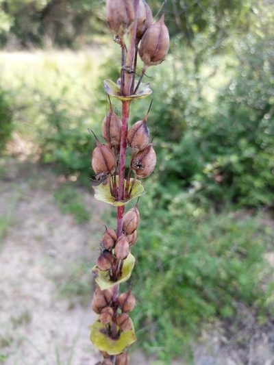 Penstemon murrayanus, photographed by Alison Northup