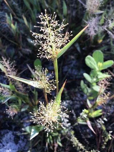 Dichanthelium erectifolium, photographed by gcschmidt911