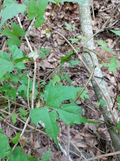 Vitis palmata, photographed by Alison Northup