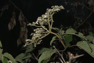 Viburnum mullaha, photographed by Ramnarayan K