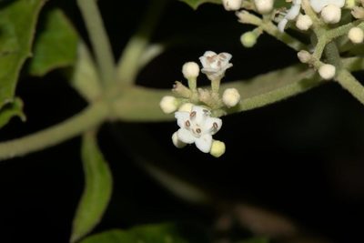Viburnum mullaha, photographed by Ramnarayan K