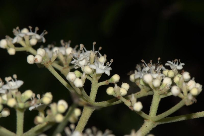 Viburnum mullaha, photographed by Ramnarayan K