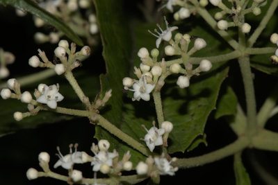 Viburnum mullaha, photographed by Ramnarayan K