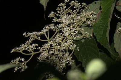 Viburnum mullaha, photographed by Ramnarayan K