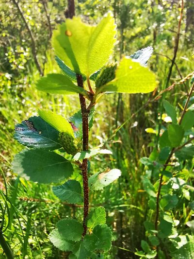 Betula humilis, photographed by Sigitas Juzėnas